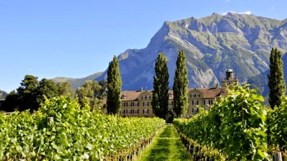 Eudis - Graubunden vineyards